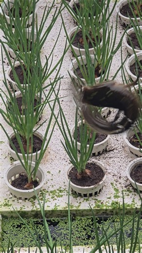 Fishing in an Aquaponics System | Growing Green Onions with Fish