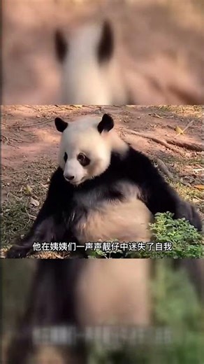 Giant panda clocks out and goes home