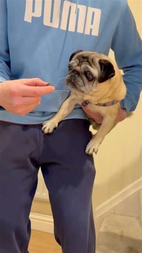 Pug Jumping Video 🤣