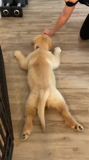 Golden Retrievers Being Silly: Funny Dog Moments Compilation