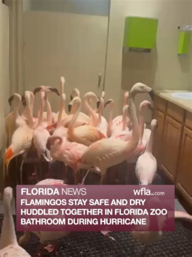 Hurricanes and extreme weather events often require some creative problem-solving, and for some feathered residents, that means hunkering down in the bathroom. #wfla #news #florida #localnews #wildlife #panamacitybeach