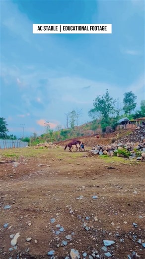 Eps 182 | Natural Horse Breeding Process | AC Stable Documentary #horse #nature #animals #pets #fyp