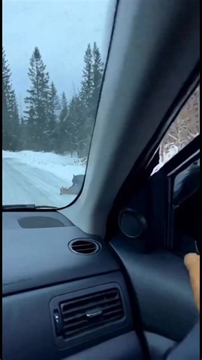 A roadside rescue was caught on camera as a quick-thinking driver used a tire iron to fend off a black wolf attacking a young fawn on a frozen forest road. The dramatic footage shows the man charging out of his vehicle to protect the helpless animal. The wolf, surprised by the sudden intervention, retreated into the woods, allowing the deer to limp away to safety. This video is created with AI for entertainment purposes. #Ai #fblifestylechallenge #naturelswild #Aiเปิดค่าการมองเห็น #wildliferescu