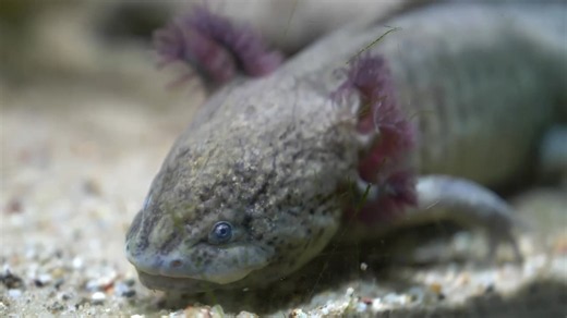 Watch how axolotls regrow entire legs after losing them