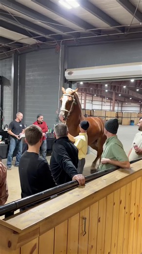 Horse auction center. #horse #auction #center #tiktokgrowthchallenge #stallion