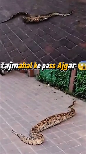 Taj Mahal Ke Paas Nikla Vishal Ajgar! 😱🐍 | Agra News