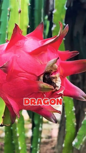 Unbelievable! 3 Bizarre Asian Fruits from China That Will Blow Your Mind