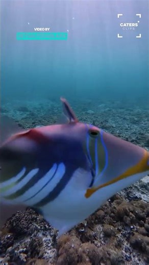 Triggerfish Attack Caught On Camera #animalattack