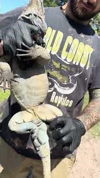 Big Blue Male Rhino 35 inch breeder slight imperfection nose run, 3 year old Rhino ID#3572