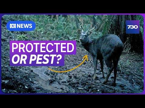 Should wild deer be protected or declared a pest? | 7.30