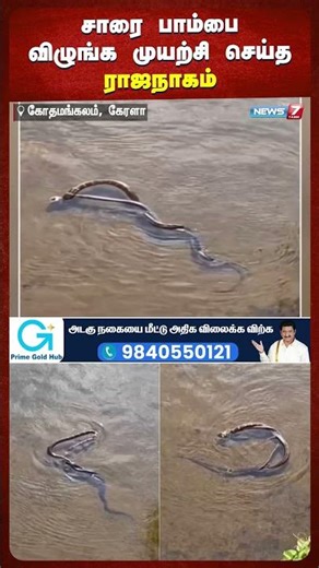 சாரை பாம்பை விழுங்க முயற்சி செய்த ராஜநாகம் | @news7tamil
