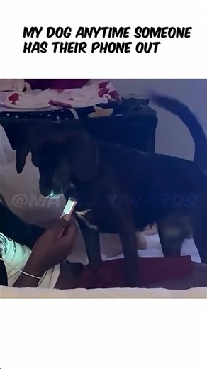 Dog's Hilarious Reaction to Phones! 😂 #funny #viral #pets #shorts