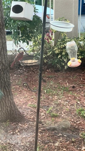 John’s Animal Show - Muppet Show Theme Song