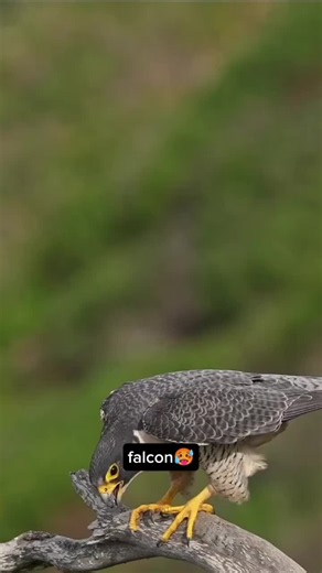 #CapCut #falcon 🥵 | falcon