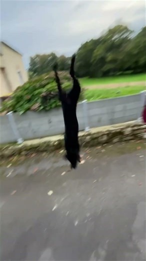 Black Labrador Jumps over Fence and Falls on Pavement