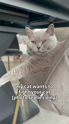 😼 My Cat Wants to Fight Your Cat… PHOTO REPLIES ONLY 😂🐾 #Shorts