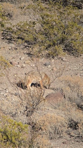Coyote's hunting technique caught on camera #texaswildlife #predator #wildlife