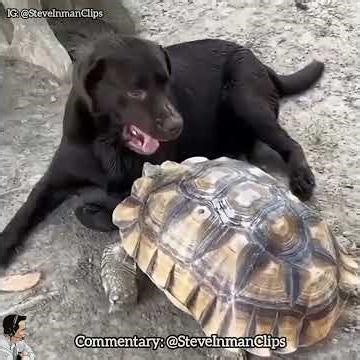 Animals learning the art of FAFO