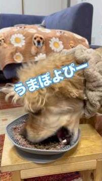 食いしん坊万歳🙌🏻今日のロイご飯🍚 #アメコカのロイ #cockerspaniel #アメコカ