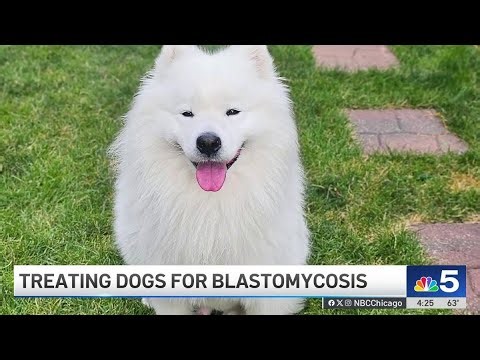 Dog owners warned as life‑threatening fungal disease spreads