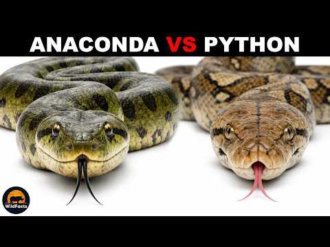 What is the Difference Between Anacondas and Pythons?
