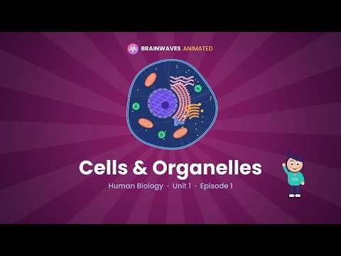 Cells & Organelles