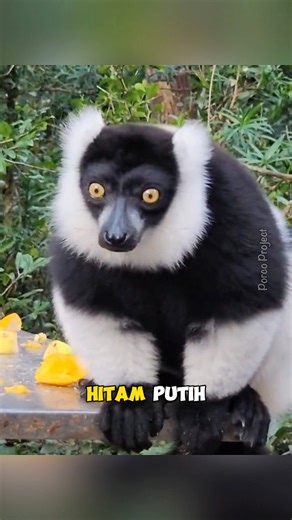 Black-and-white ruffed lemur - Spesies lemur yang berwarna hitam-putih‼️ | Tag: #lemur #Vareciavariegata #blackandwhiteruffedlemur #Madagascar #madagaskar #wildlife #wildlifephotography #faktaunik #faktaunikhewan #faktamenarik #reelsvideo | Porco Project