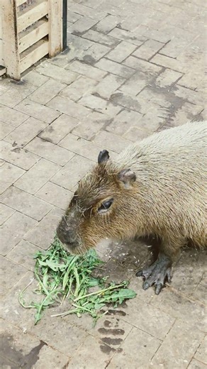 Bonnie the Capybara's First Dandelions of the Year! 💕