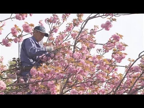 八重桜の摘み取り最盛期 菓子パンや和菓子など食用に 神奈川・秦野市(2026年4月13日)