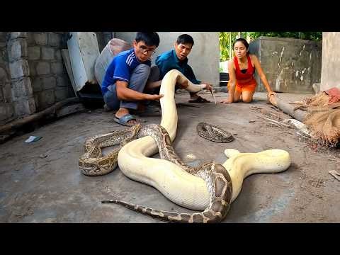 Giant Albino Python Encounter | Most Dangerous Moment