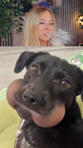 Try Not To Laugh Challenge 914
