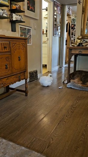 Chicken loves its senior dog fren..🐕🐾🐤🥺❤️ https://t.co/8ZFVYHRbZj
