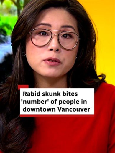 One skunk captured in downtown Vancouver tested positive for rabies after biting a