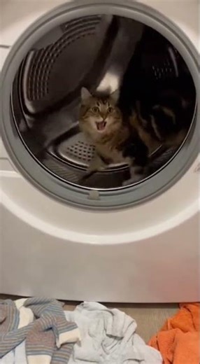 Cat in a Washing Machine 😱😹 | Don’t Try This at Home!