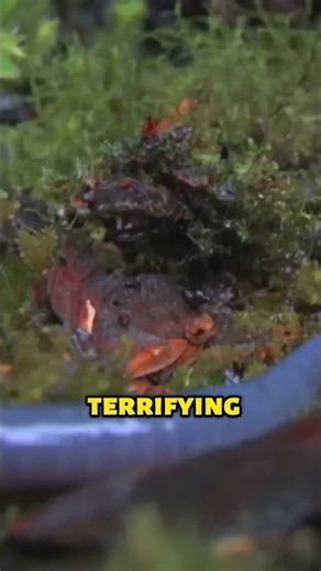 You Won’t Believe How This Leech Eats a Worm 🤯🪱