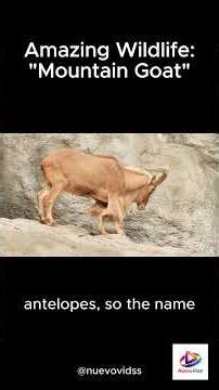 Amazing Wildlife 02: The Mountain Goat