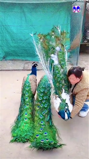 Jaw-dropping Peacock Video |🌟 Prepare to be amazed! 🌟#peacock #shorts #vibrantbirds