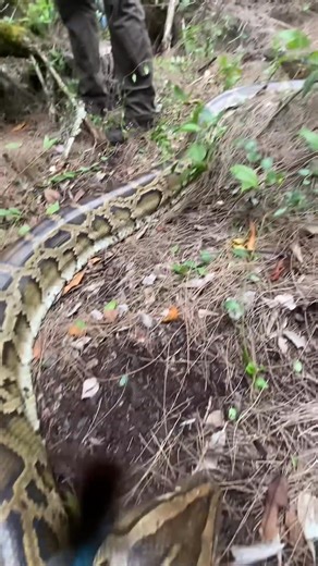 Another giant Burmese Python found in the Florida Everglades. This one was eating white-tailed deer | Hollywood Star