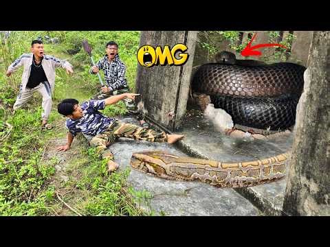 Brave Expert Rescues Young Man From 100 Giant Golden Snakes In Abandoned House