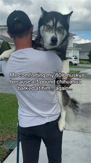 Just a giant 80lb baby 🥺 #dog #husky #puppy #dogs