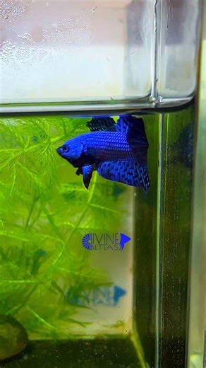 Divine Bettas - India🇮🇳 on Instagram: "Blue alien hybrid betta...."