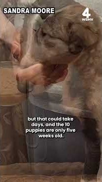 Woman searches for 10 puppies stolen from White County backyard