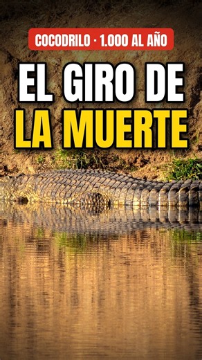 El giro de la muerte: así caza un cocodrilo #shorts