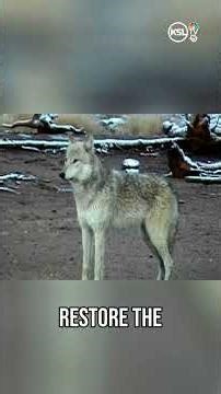 Three wolves killed, prompting concern over 'lethal removal'