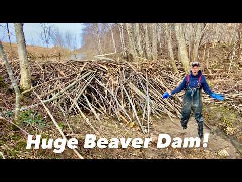 This Beaver Dam Flooded the Road!