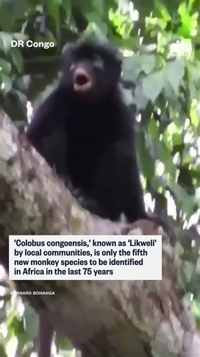 New species of monkey identified in DR Congo
