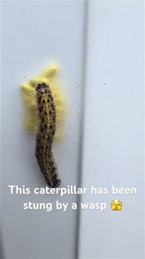 Nature’s Real-Life Alien: The Parasitic Wasp vs. Caterpillar 🐛🐝 gruesome but the circle of life .