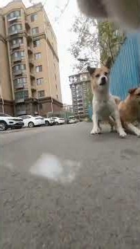 😱 POV: A Cat’s Life Is in Danger! Dogs Are Chasing It at Full Speed! 🐱🐕💨