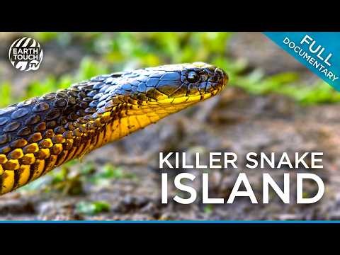 What Happens When Snakes Take Over an Island | Full Documentary