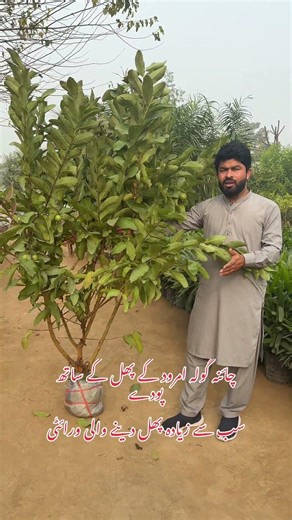 Gauva plants with fruit #viralvideo #farming #grapecity #houseplants #agriculture #grapenation